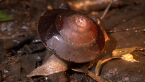 Richmond River Keeled Snail