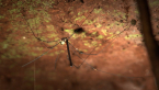Harvestman