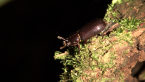 Bess Beetle