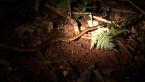 Brown Tree Snake