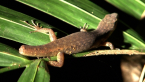 Skink Minus Tail