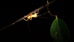 Raspy Cricket