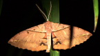 White-stemmed Acacia Moth