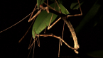 Mating Stick Insects