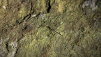 Male Harvestman