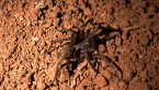 Trapdoor Spider