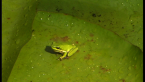 Eastern Sedge Frog