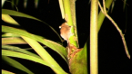 Feathertail Glider