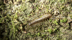 House Centipede