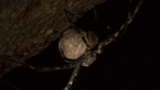 Spider with egg sac