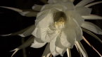Night-blooming Cactus