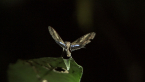 Noctuid Moth