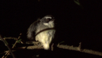 Roosting White-browed Scrubwren