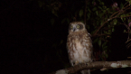 Boobook Owl