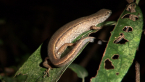 Murray's Skink