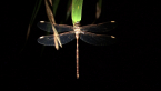 Northern Evening Darner
