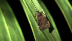 Litter Moth