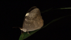 Female Wonder Brown Butterfly