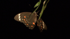 Orchard Swallowtail Butterfly
