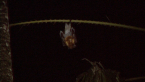 Grey-headed Flying Fox