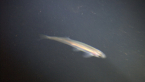 Australian Smelt