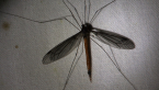 Crane Fly