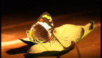 Jezebel Nymph