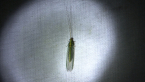Green Lacewing