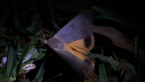 Noctuid Moth