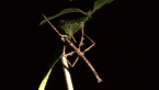 Stick Insect