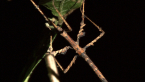 Stick Insect