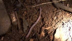 Earthworm