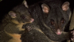 Short-eared Brushtail Possums