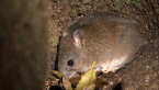Fawn-footed Melomys