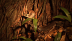 Golden-crowned Snake
