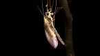 Brown Lacewing