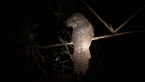 Tawny Frogmouth