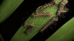 Caterpillars Eating a Palm Leaf