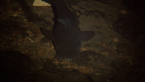 Freshwater Catfish