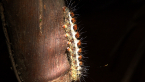 Patterned Notodontid