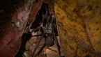 Trapdoor Spider