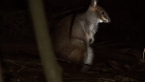 Red-legged Pademelon With Joey