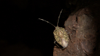Zebra Shield Bug