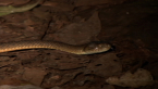 Brown Tree Snake