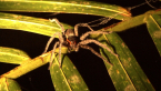 Water Spider