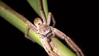 Huntsman Spider