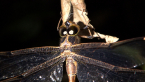 Northern Evening Darner