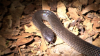 Eastern Small-eyed Snake