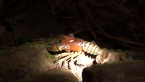 Lamingtonl Spiny Crayfish (Red Form)
