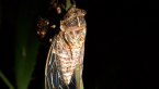 Razor Grinder Cicada